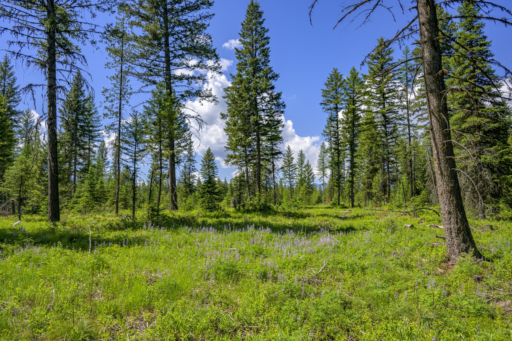 NHN Lindbergh Lake Road