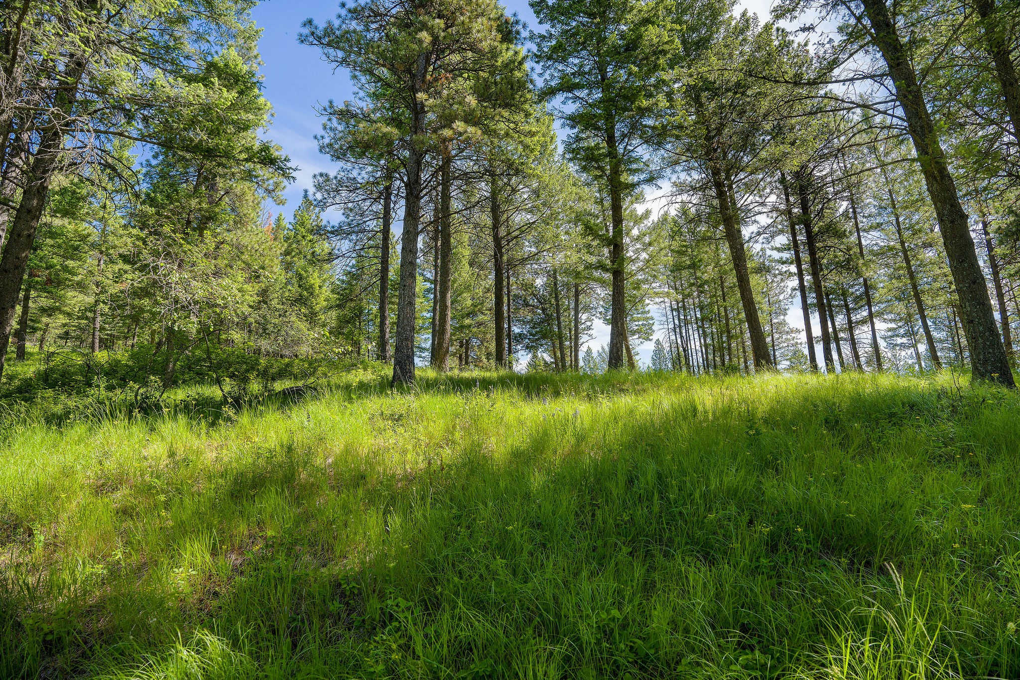 345 Chief Cliff Trail