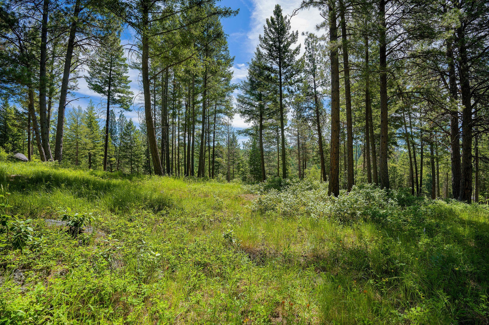 345 Chief Cliff Trail