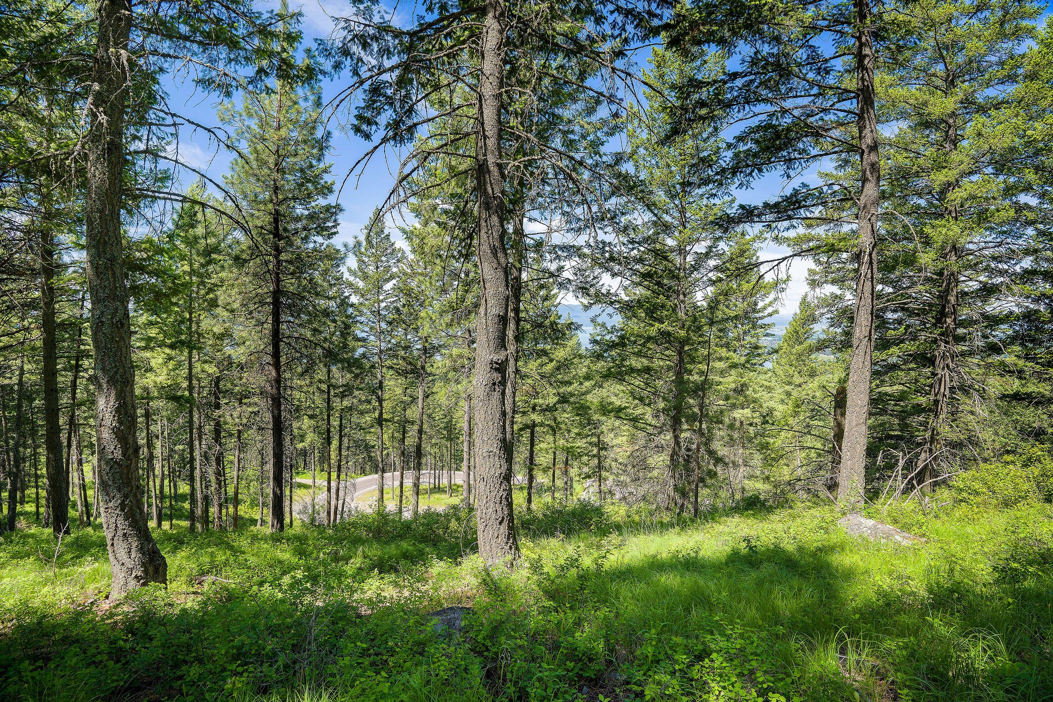 345 Chief Cliff Trail
