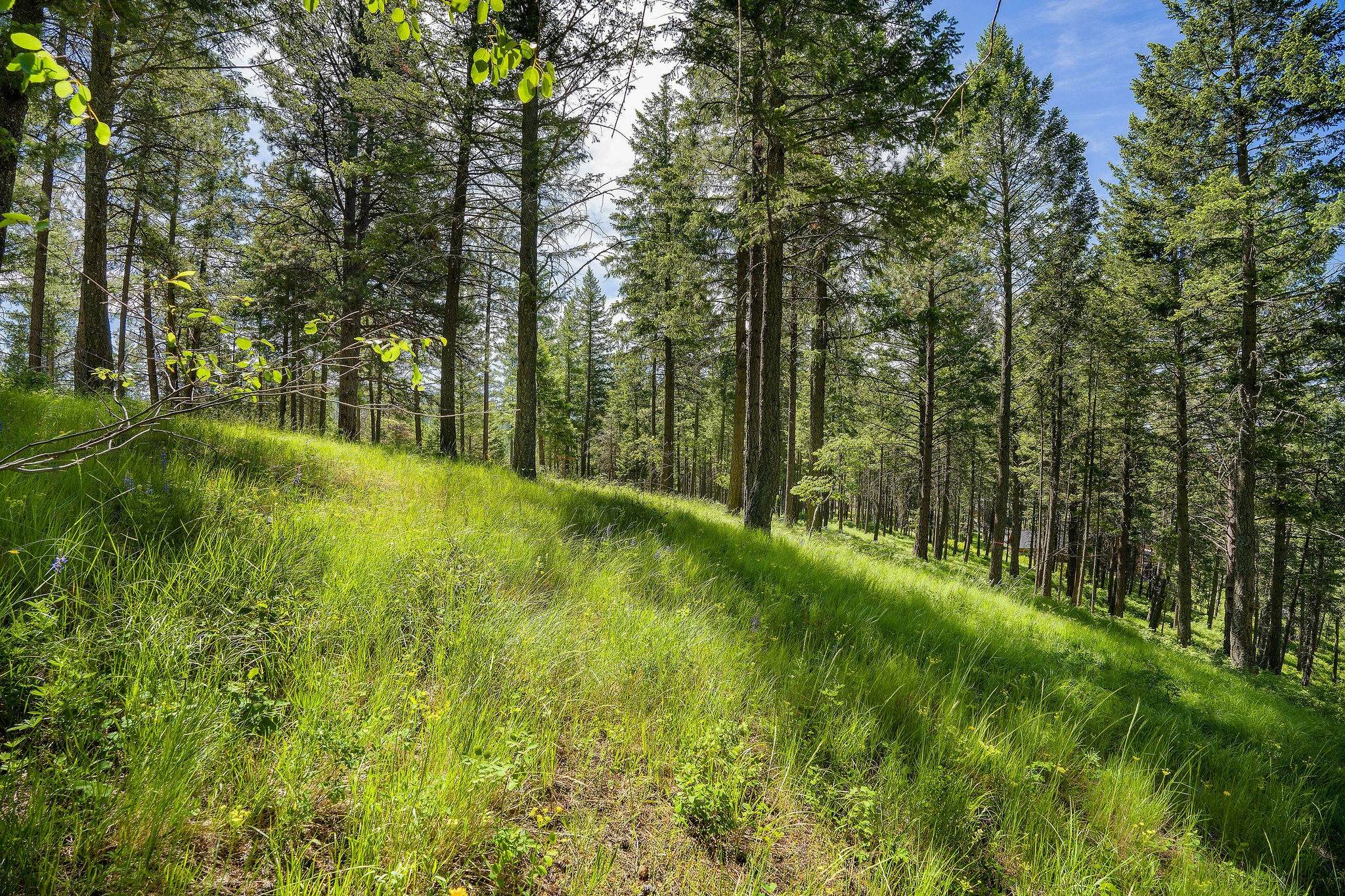 345 Chief Cliff Trail