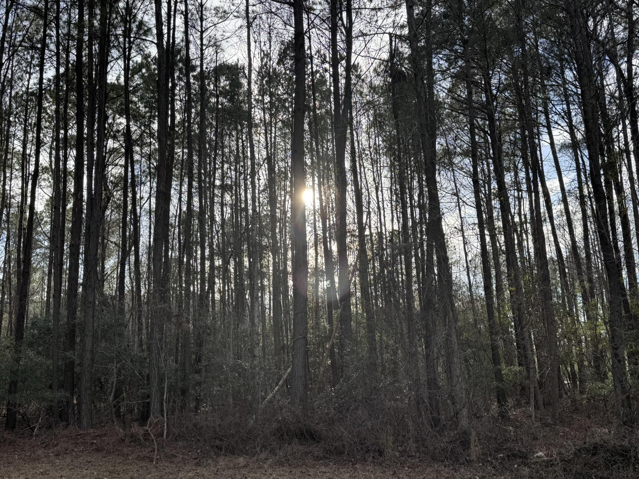 536 Bertha Lane, Huger, South Carolina image 5