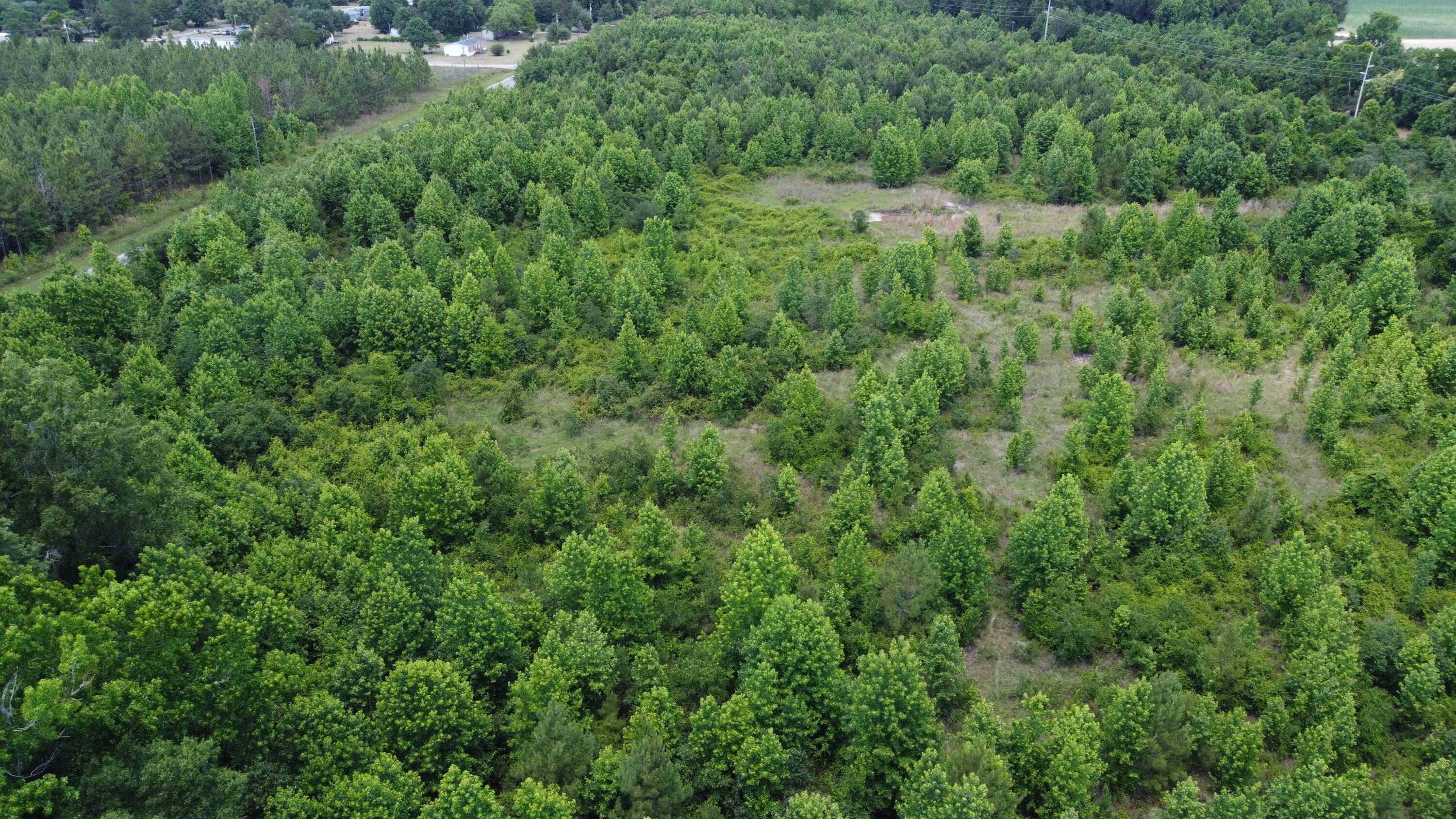 Nates Store Road, Cameron, South Carolina image 13