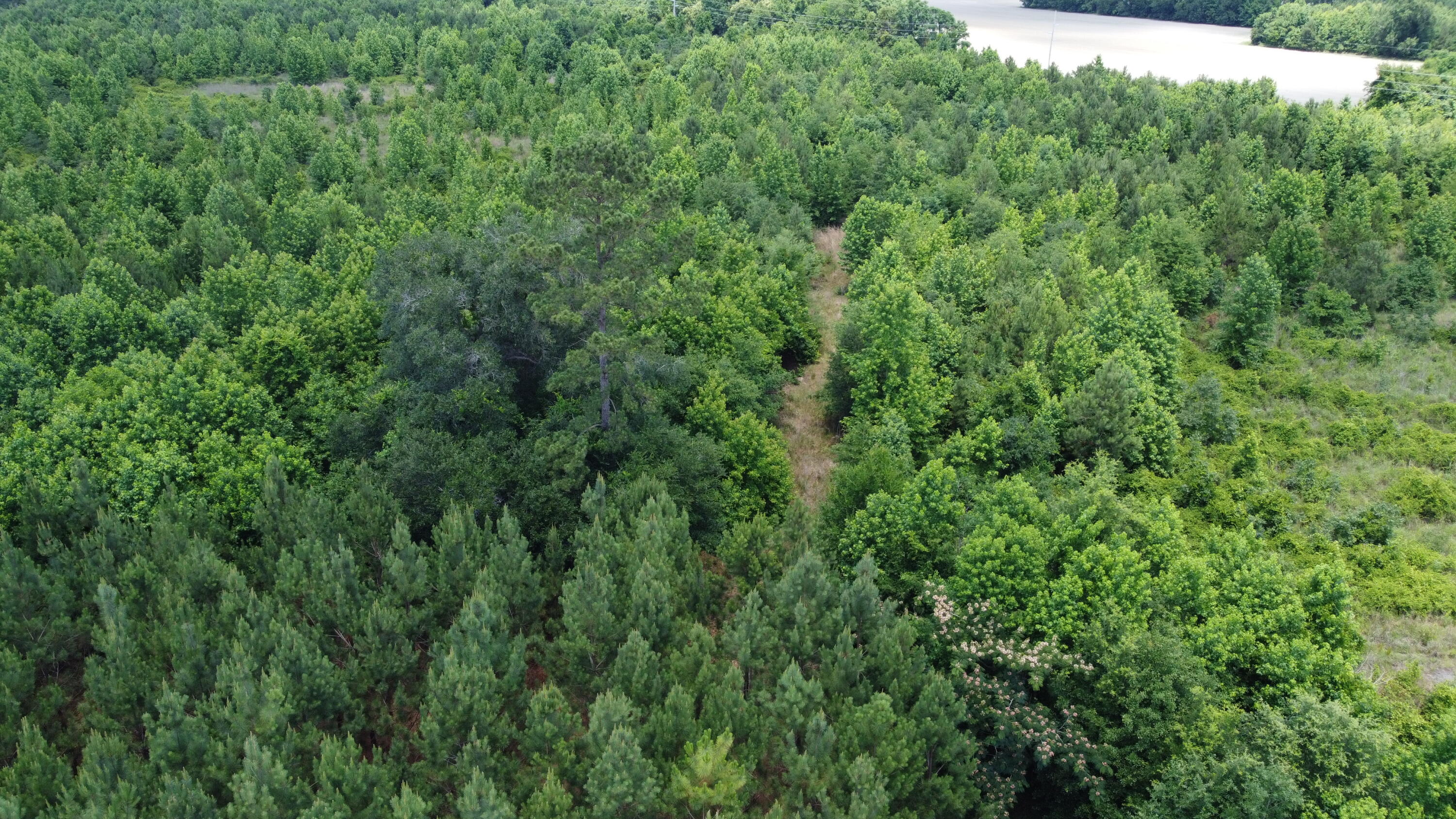 Nates Store Road, Cameron, South Carolina image 9