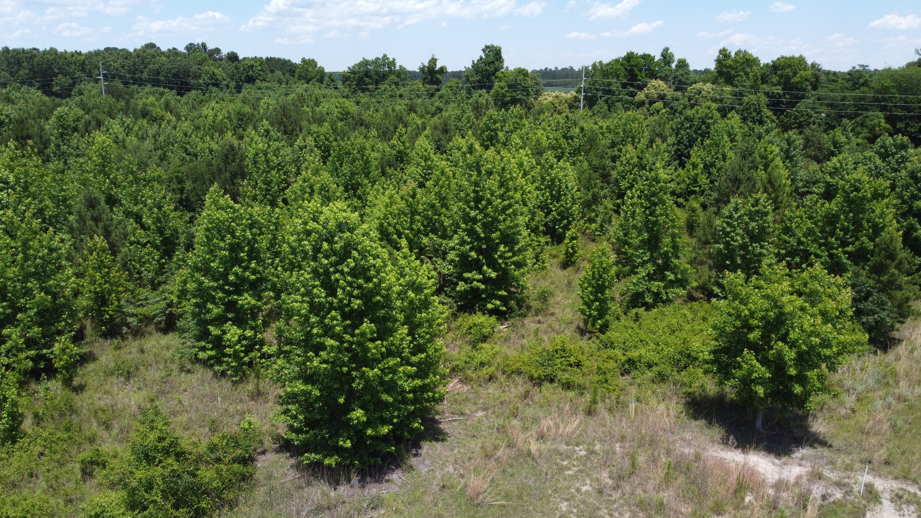 Nates Store Road, Cameron, South Carolina image 20