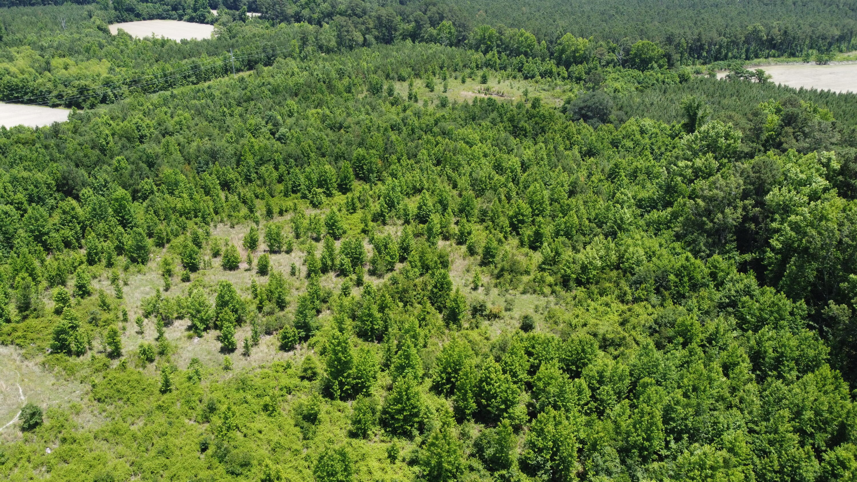 Nates Store Road, Cameron, South Carolina image 26