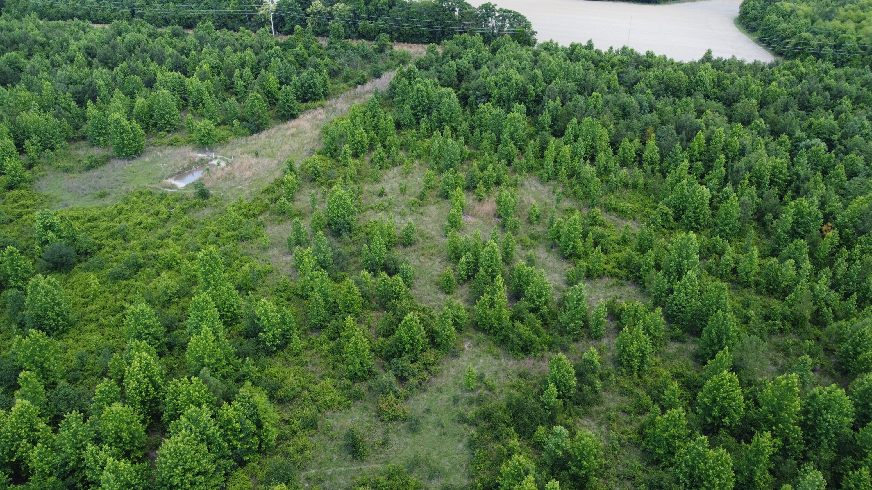 Nates Store Road, Cameron, South Carolina image 15