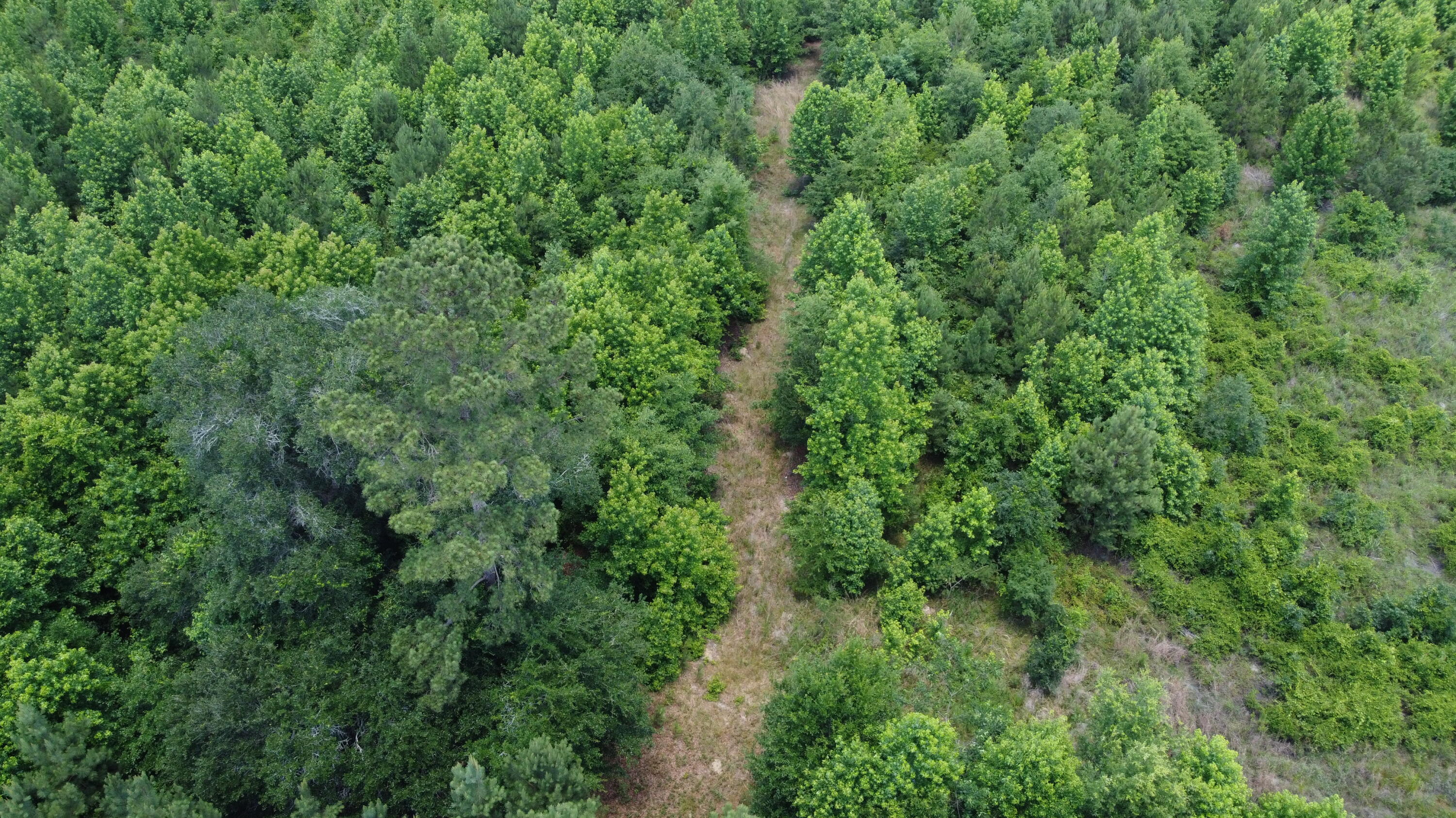 Nates Store Road, Cameron, South Carolina image 11