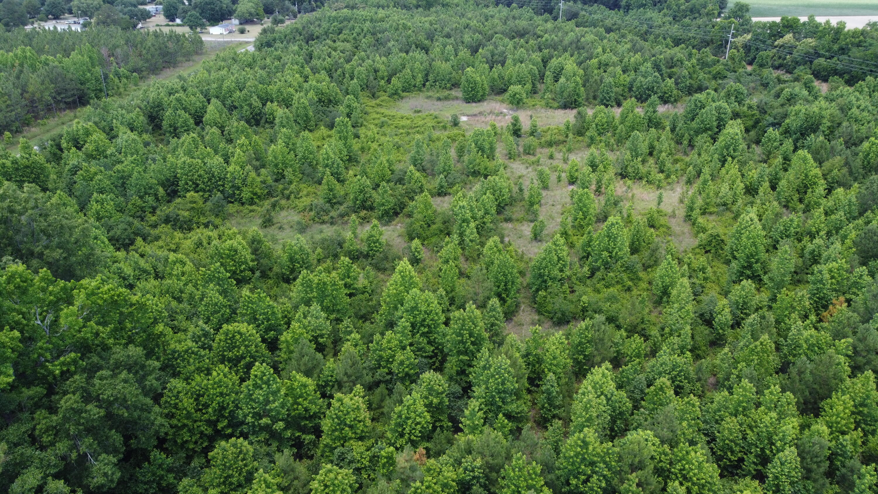 Nates Store Road, Cameron, South Carolina image 12