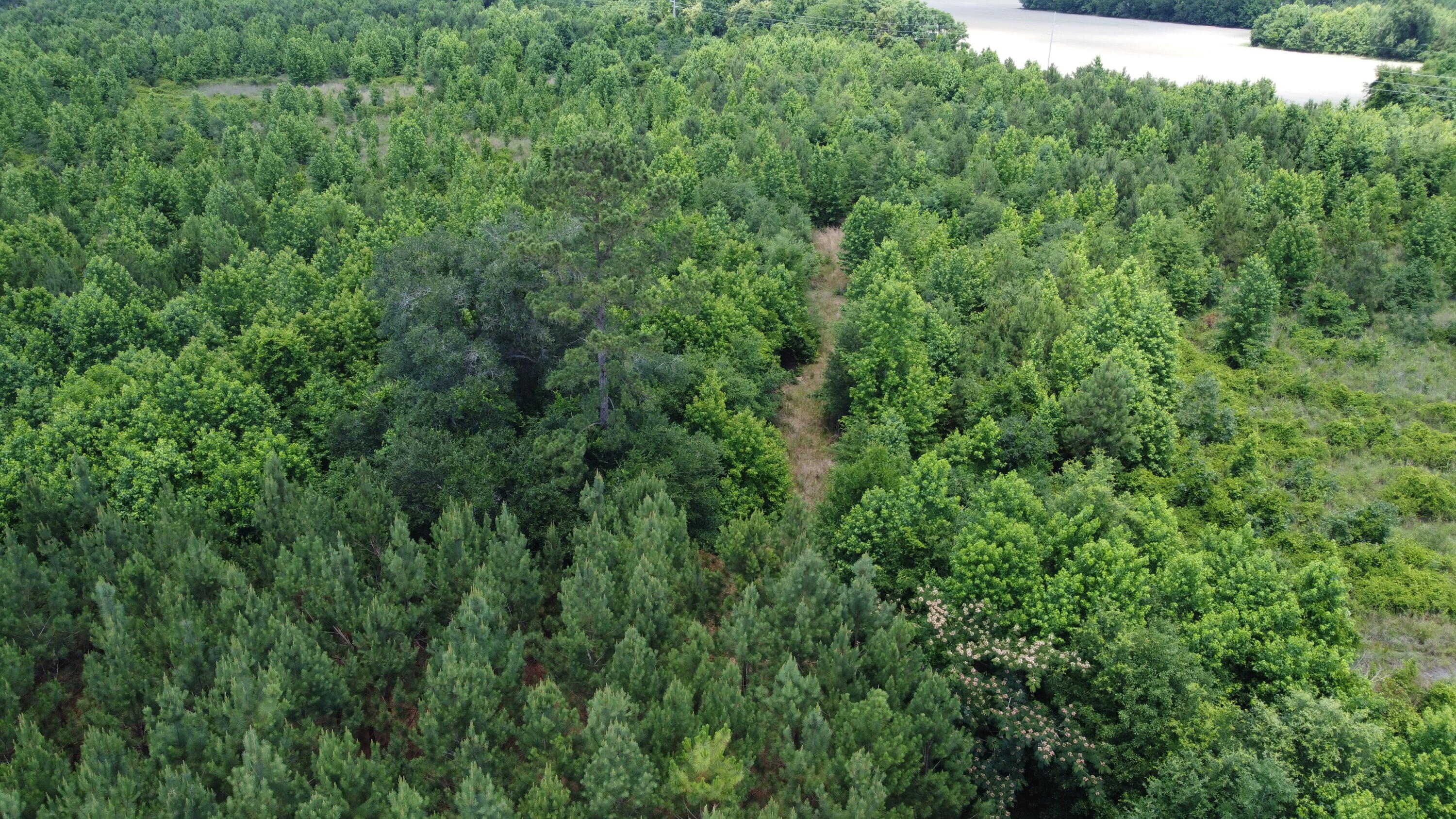 Nates Store Road, Cameron, South Carolina image 10