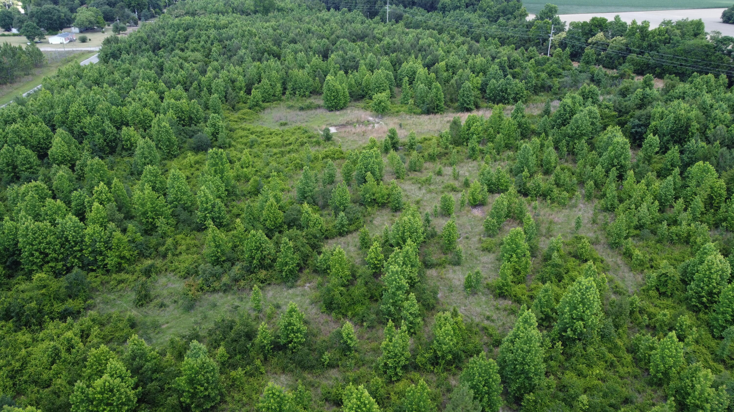 Nates Store Road, Cameron, South Carolina image 14