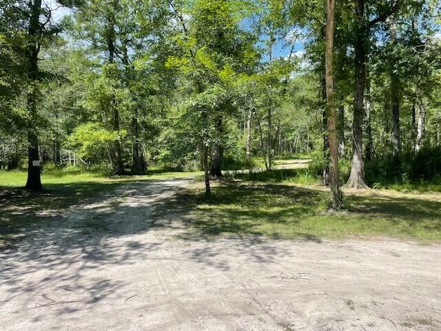 Gator Walk, Ridgeville, South Carolina image 3
