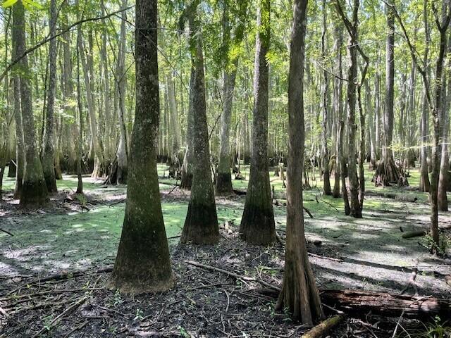 Gator Walk, Ridgeville, South Carolina image 10