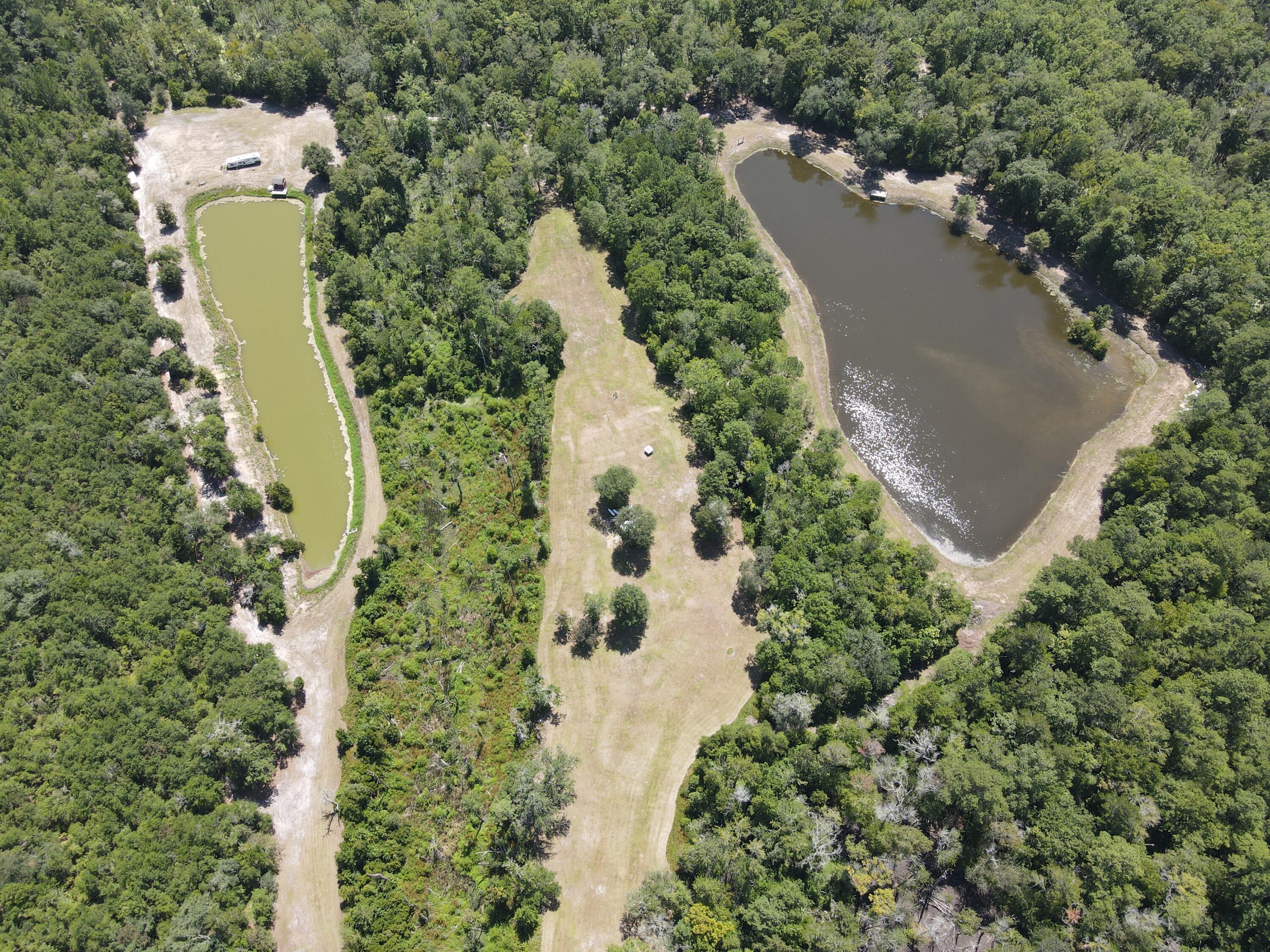 Gator Walk, Ridgeville, South Carolina image 9
