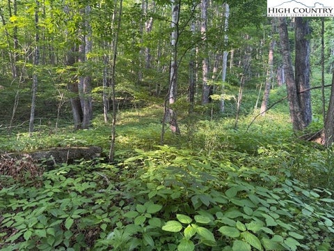 Vacant Land For Sale - LOT 58 & 59 Beechwood Circle<br/> Creston, NC 28615