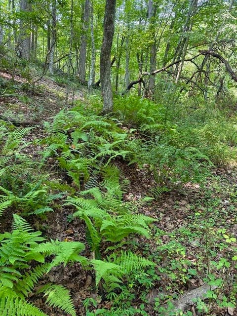 Photo of TBD Grassy Creek Road, Grassy Creek, NC 28631 (MLS # 263626)