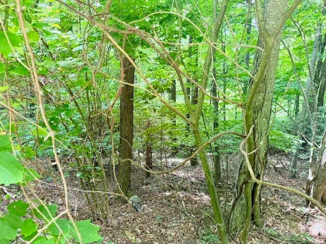 Lot 17 Savannah Drive