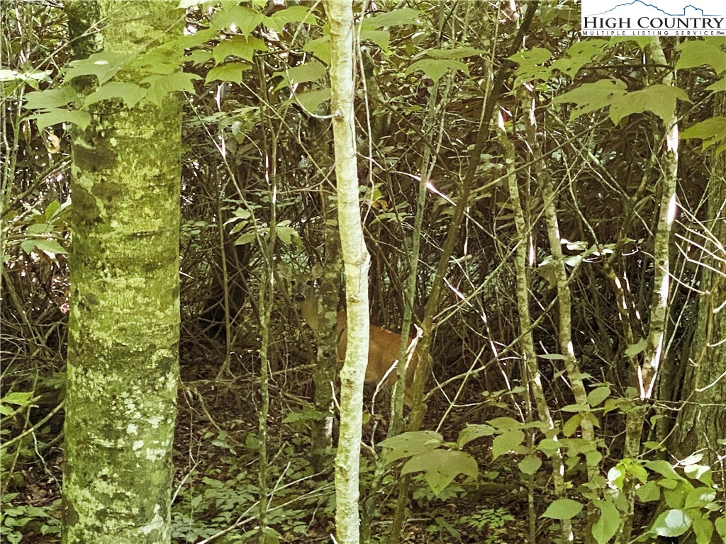 Boone, North Carolina 28607, United States, ,Land,Active,54058