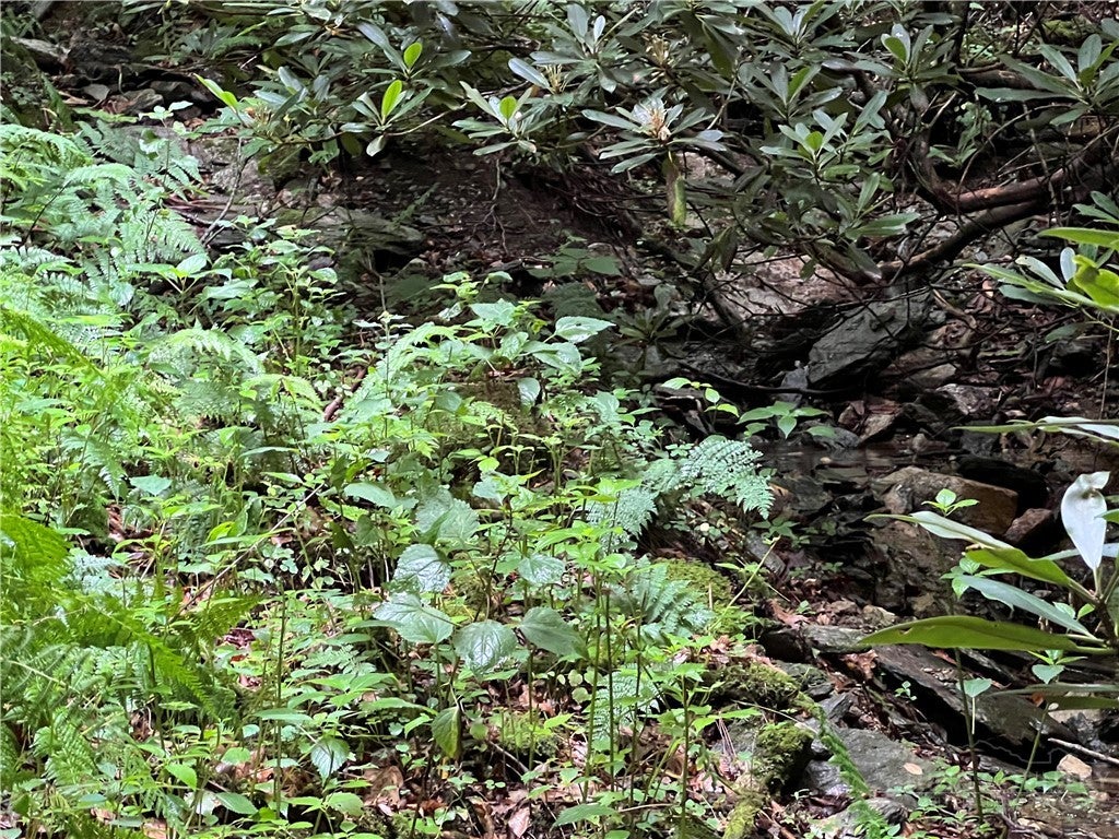 Lot 32 Piedra Road