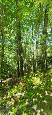 TBD RIVER FRONT RIDGE DRIVE, JEFFERSON, NC 28640 - Image 8a8061fb4d893aa1902efcdf913e4e66/1659891367