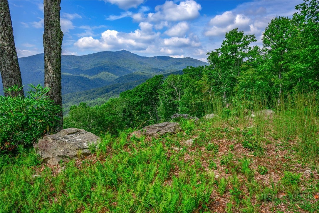 TBD Forest Trail