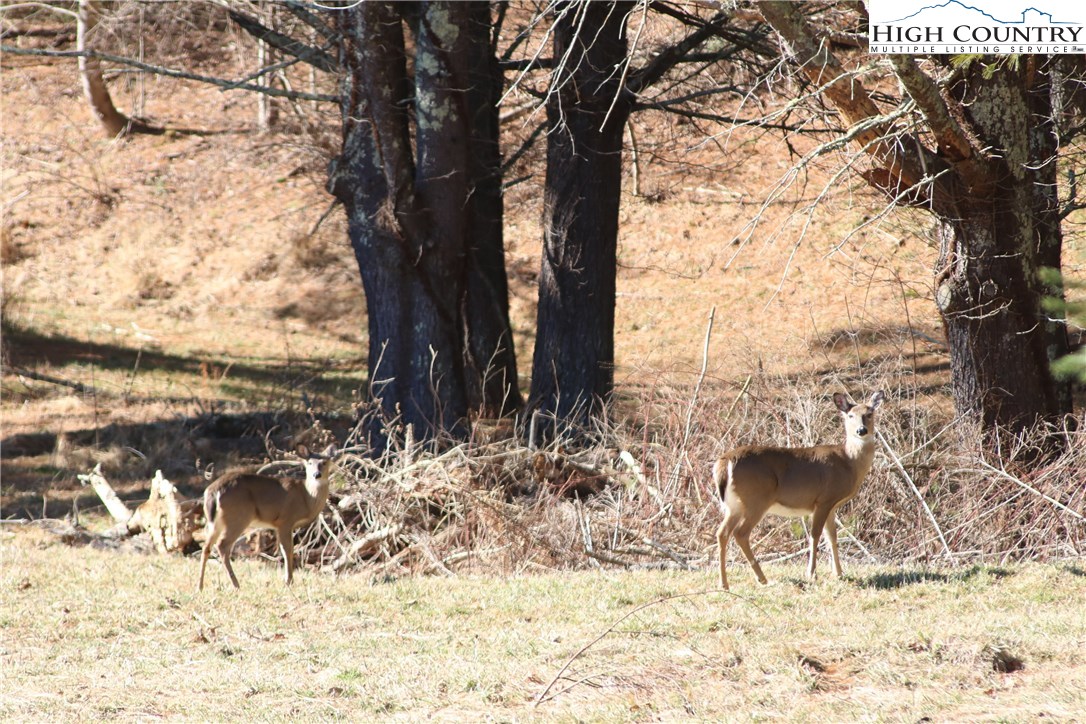 Vilas, North Carolina 28692, United States, ,Land,Active,61454