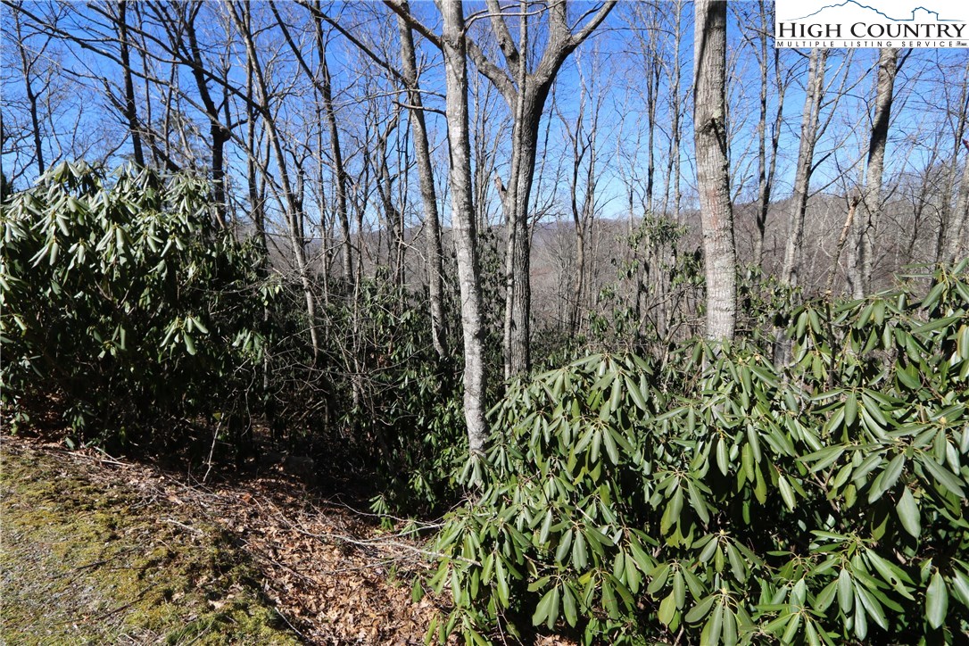 Vilas, North Carolina 28692, United States, ,Land,Active,61454