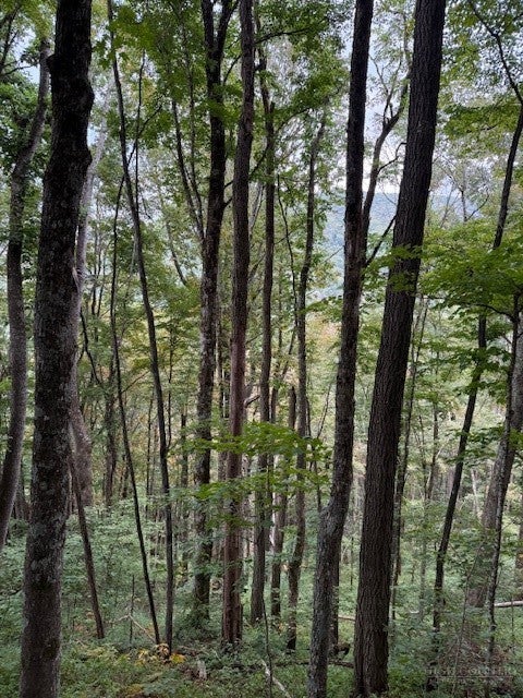 Lot 73 TBD Poplar Trail