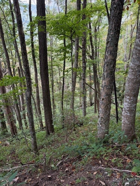 Lot 73 TBD Poplar Trail