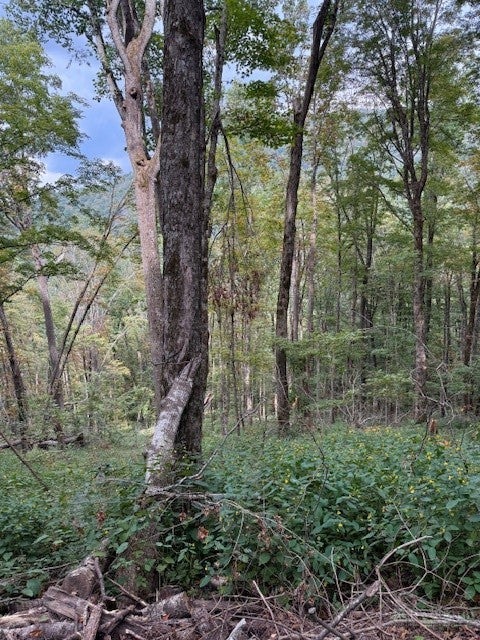 Lot 74a TBD Poplar Trail