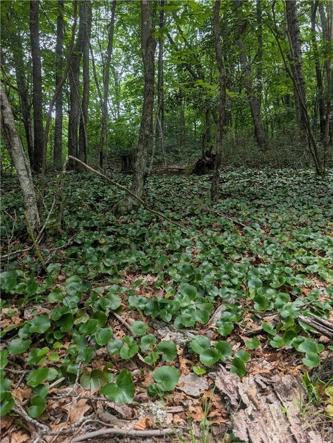Photo of TBD Rocky Mountain Road, Sparta, NC 28627 (MLS # 263074)