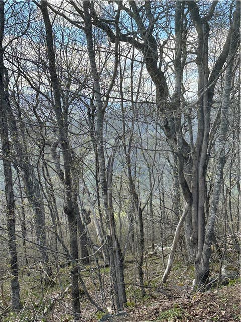 Photo of Lot 40 Silver Fox Drive, Blowing Rock, NC 28605 (MLS # 263856)