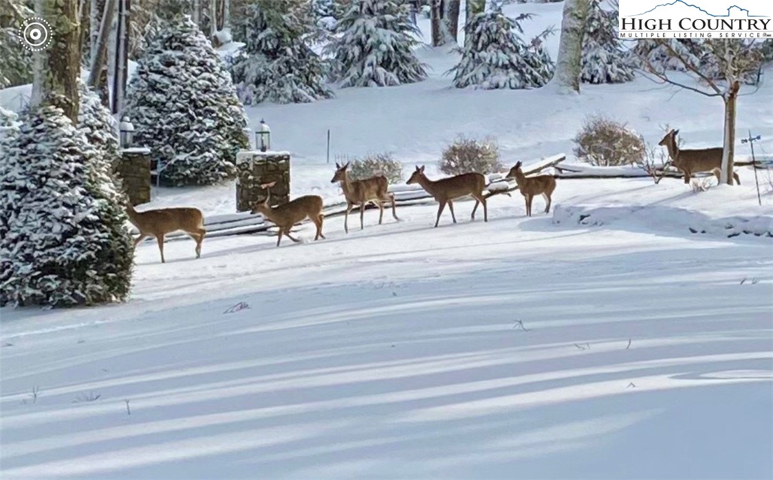 Vilas, North Carolina 28692, United States, 3 Bedrooms Bedrooms, ,4 BathroomsBathrooms,Residential,Active,228551