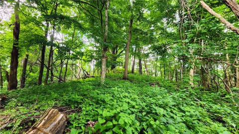 Photo of TBD Beech Mountain Road, Elk Park, NC 28622 (MLS # 262979)