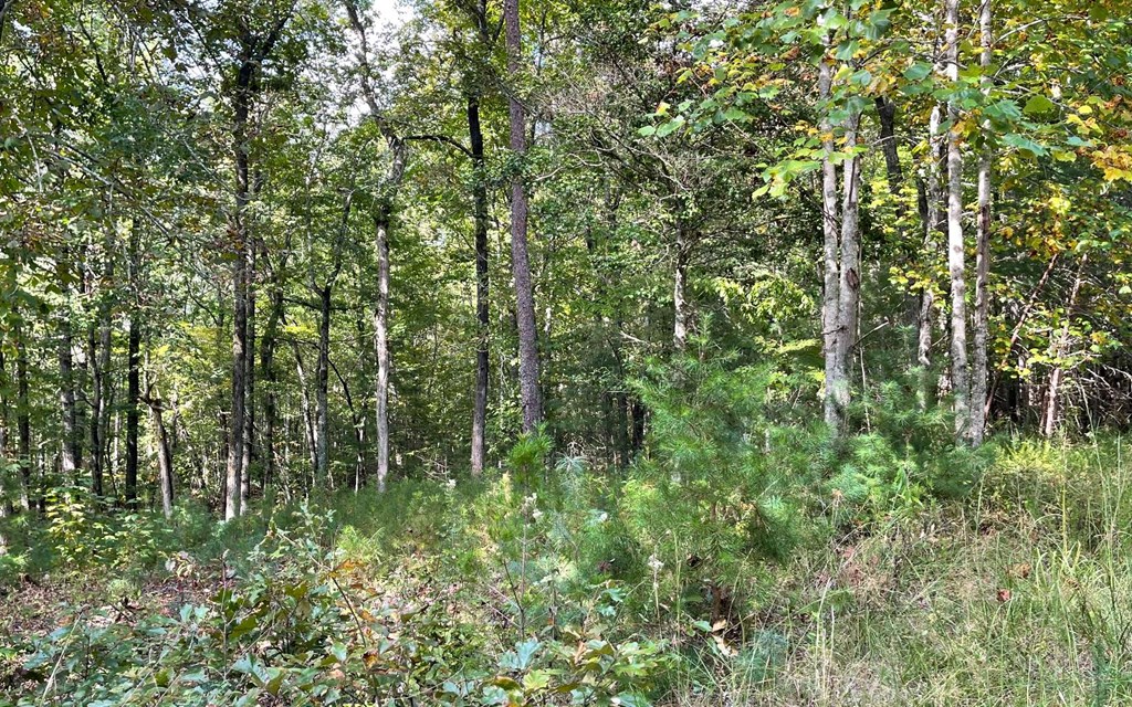 Lot E Timber Ridge #E, HAYESVILLE, North Carolina image 5
