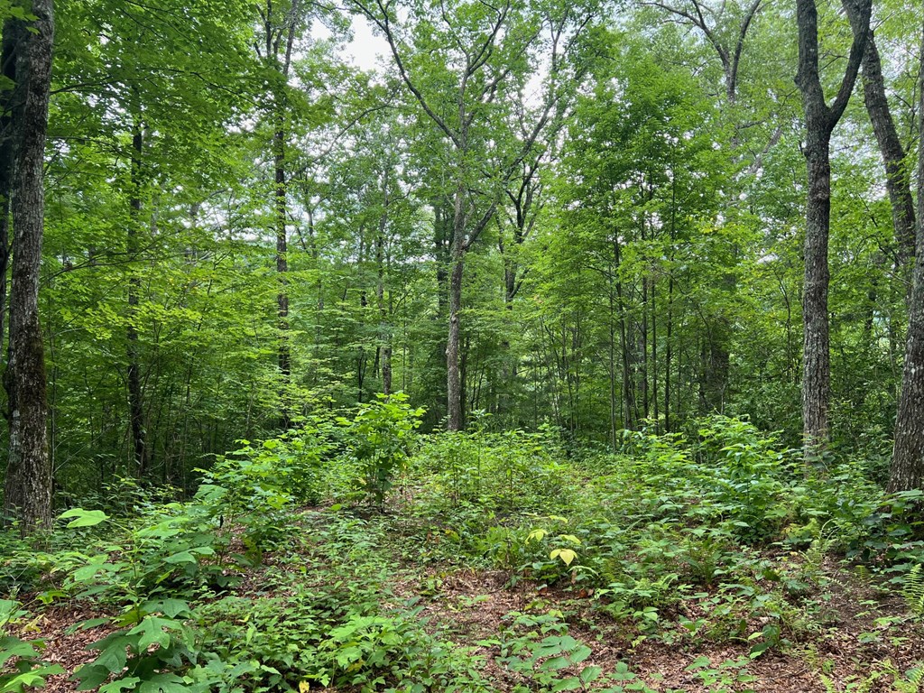 Lot 3 High Frontier Trail #3, ROBBINSVILLE, North Carolina image 2