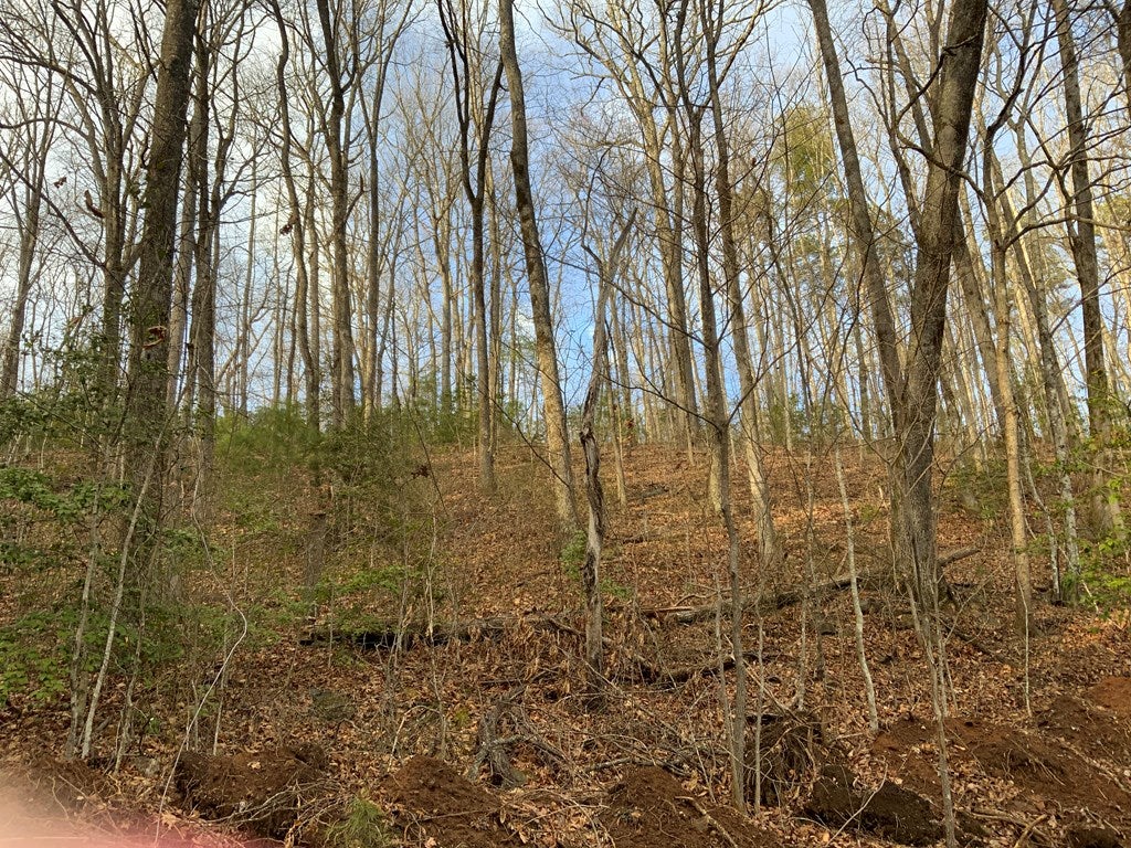 Lot 6 Ivy Log Rd - Photo 2