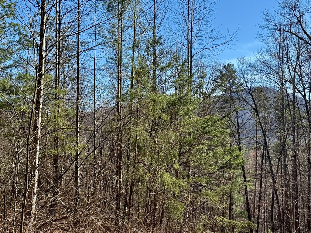 Chimney Top Trail #20, MURPHY, North Carolina image 4