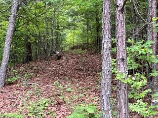 Lot11-12 Majestic Mountain Trail #11-12, MURPHY, North Carolina image 14