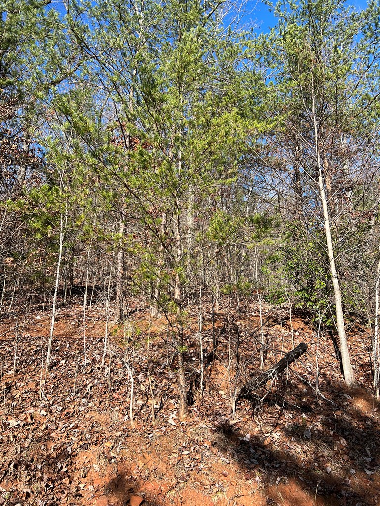 Lot 56C Indian Trail #56C, HAYESVILLE, North Carolina image 3