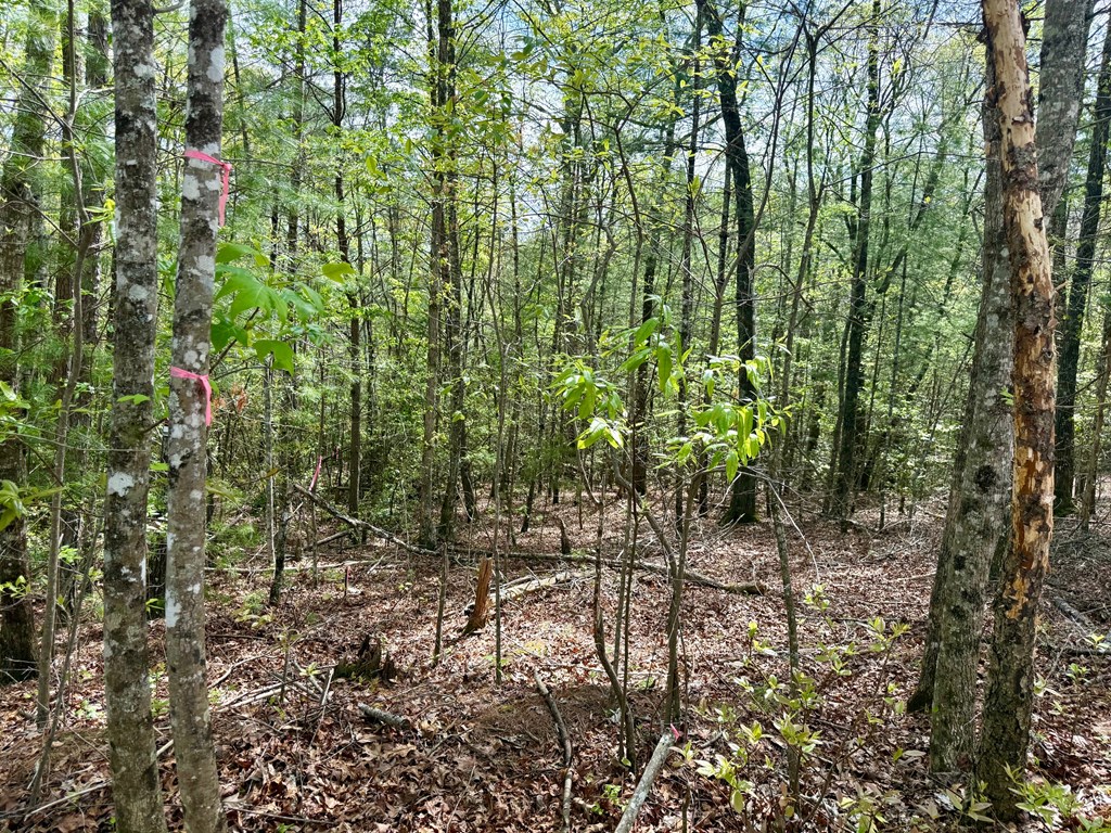 2.07 Ac Rainy Farm Road #59, MURPHY, North Carolina image 6