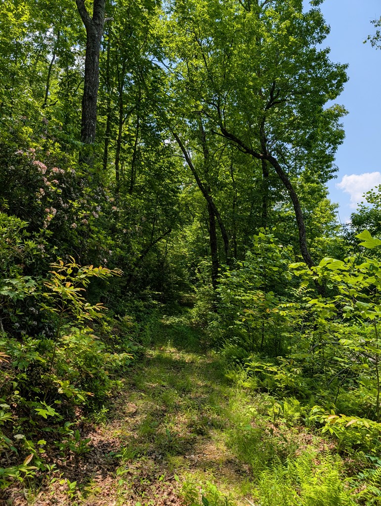 30.91 Ac Hwy 64 E @ Old Hwy 64 Junction, HAYESVILLE, North Carolina image 9
