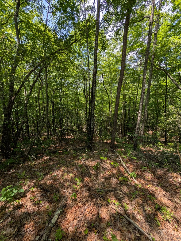 30.91 Ac Hwy 64 E @ Old Hwy 64 Junction, HAYESVILLE, North Carolina image 15