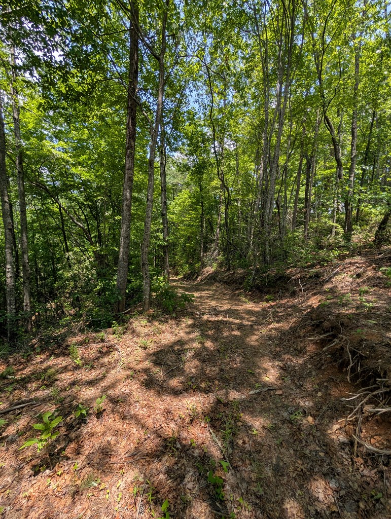 30.91 Ac Hwy 64 E @ Old Hwy 64 Junction, HAYESVILLE, North Carolina image 14