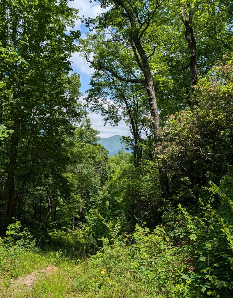 30.91 Ac Hwy 64 E @ Old Hwy 64 Junction, HAYESVILLE, North Carolina image 1