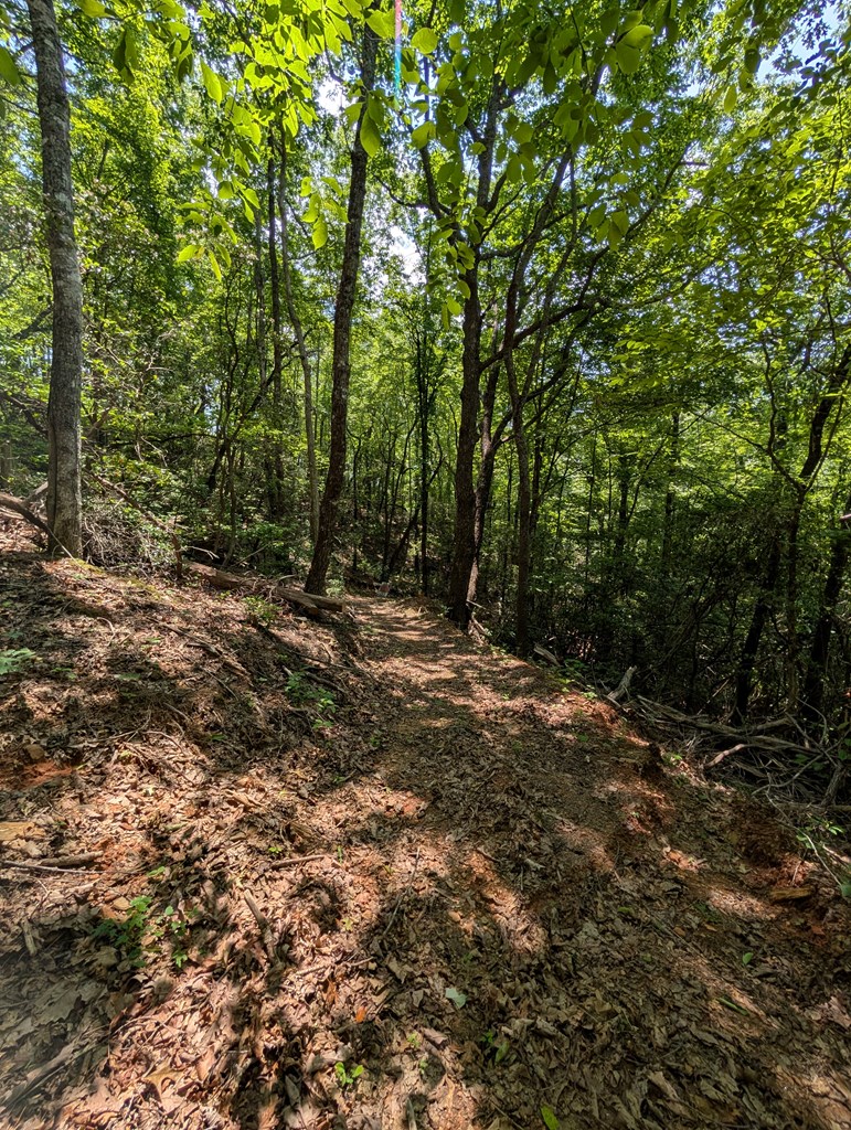 30.91 Ac Hwy 64 E @ Old Hwy 64 Junction, HAYESVILLE, North Carolina image 16