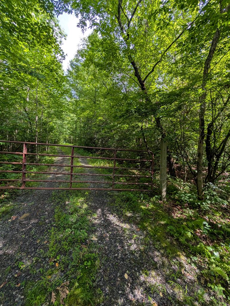 30.91 Ac Hwy 64 E @ Old Hwy 64 Junction, HAYESVILLE, North Carolina image 4