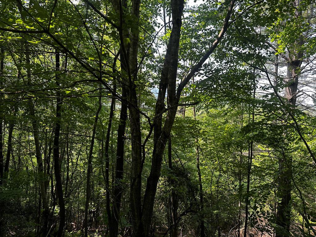 Lot 16 Freedom Pass Dr #16, MURPHY, North Carolina image 2