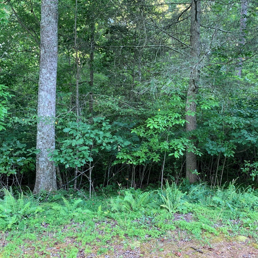 Lot 31 Gobbler View #31, WARNE, North Carolina image 7