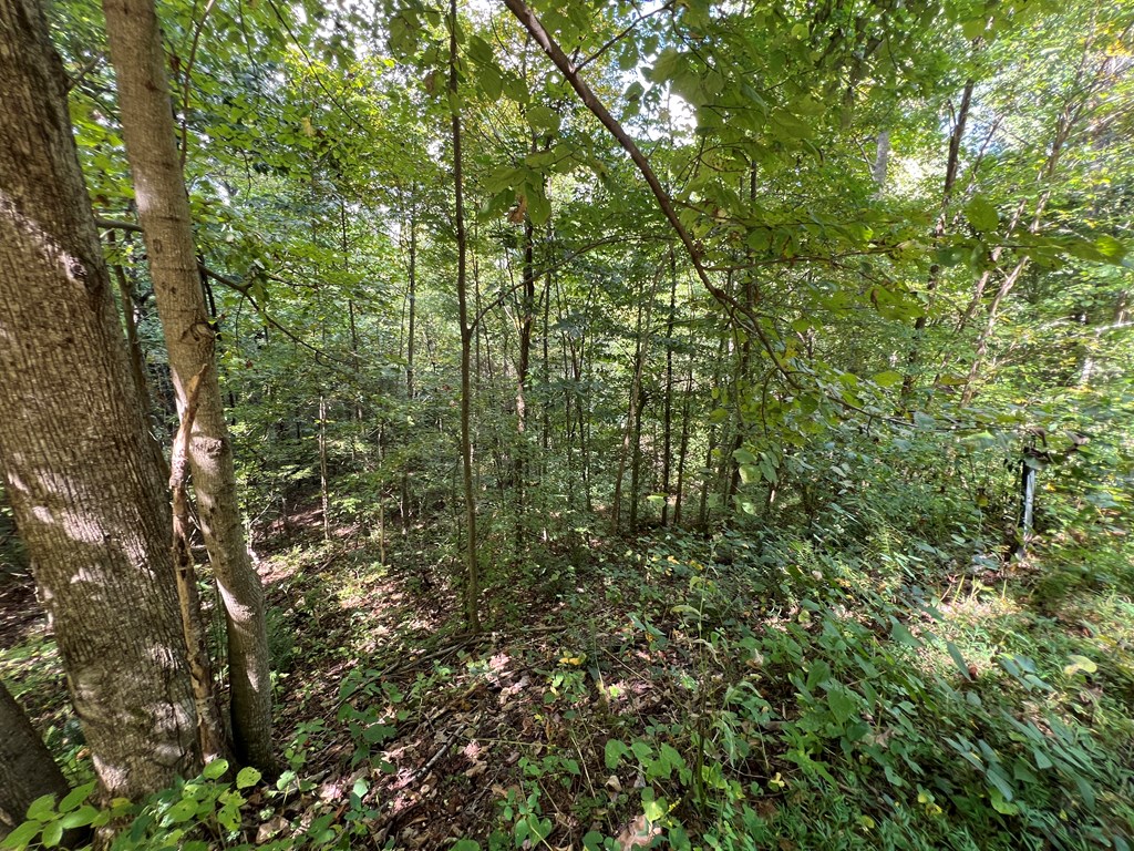 Lot 15 Shiloh Development Drive #15, HAYESVILLE, North Carolina image 6